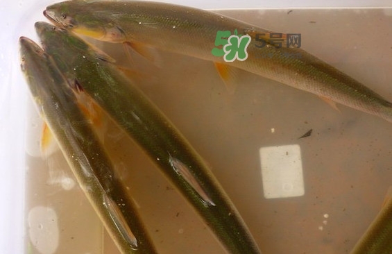 鳡鱼有天敌吗,鮟鱇鱼的天敌是什么