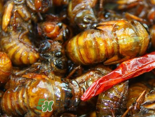 知了猴的营养价值和功效对癌症,知了猴的营养价值和危害