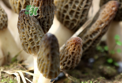 羊肚菌能冷冻保鲜吗,鲜羊肚菌可以冷冻保存吗