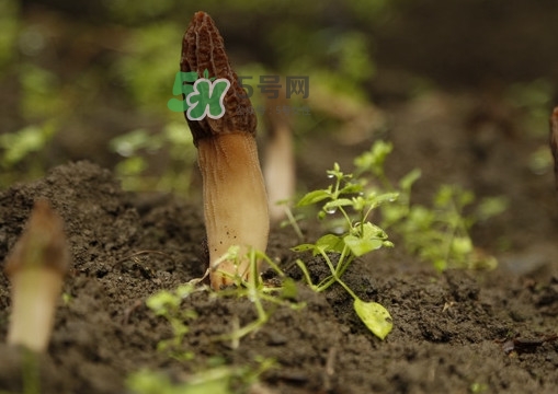 什么人不能吃羊肚菌的功效,什么人不能吃羊肚菌?