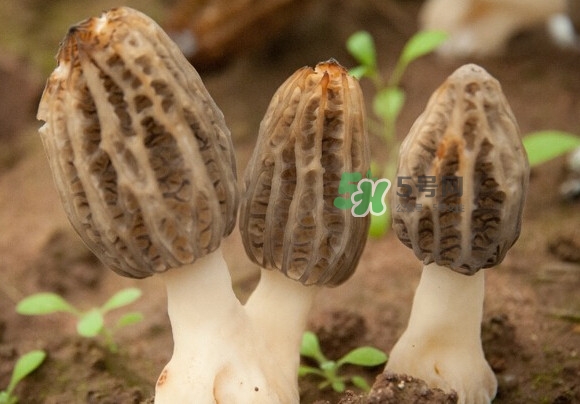 野生羊肚菌有几种,野生羊肚菌有几种颜色
