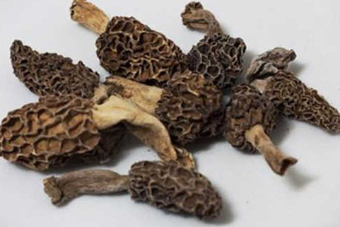 羊肚菌人工种植,羊肚菌能种植吗