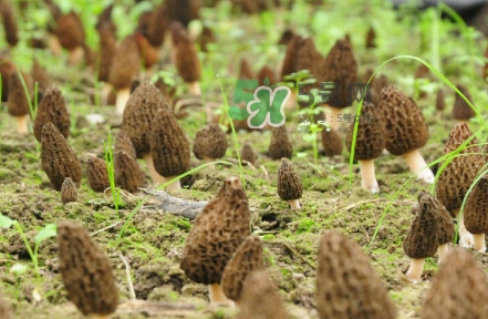 羊肚菌什么季节有,羊肚菌几月份才有 羊肚菌什么季节有,羊肚菌几月份才有