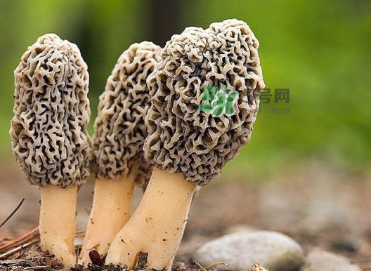 吃羊肚菌对身体有什么好处,羊肚菌有什么作用和功效