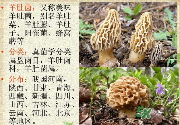 羊肚菌长虫子怎么办,羊肚菌生虫子了怎么办