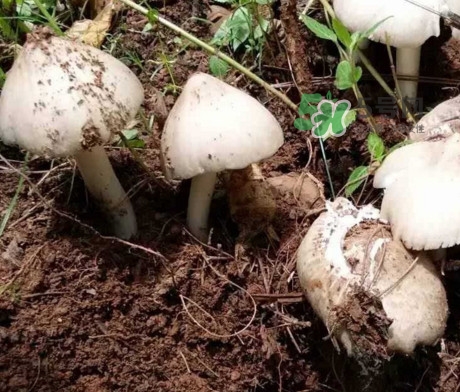 鸡枞菌可以放冰箱吗,鸡枞菌放冰箱能放多久