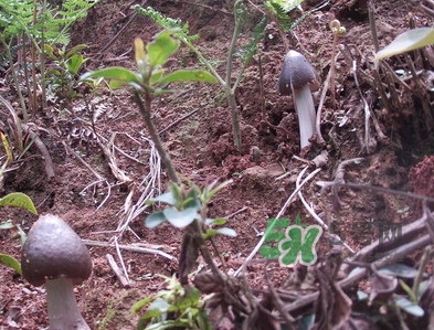 白蚁和鸡枞菌的关系,鸡枞为什么和白蚁共生 白蚁和鸡枞菌的关系,鸡枞为什么和白蚁共生