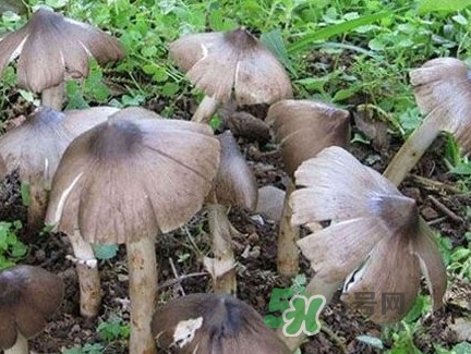 野生鸡枞菌生长在什么地方,鸡枞菌生长在什么地方 野生鸡枞菌生长在什么地方,鸡枞菌生长在什么地方