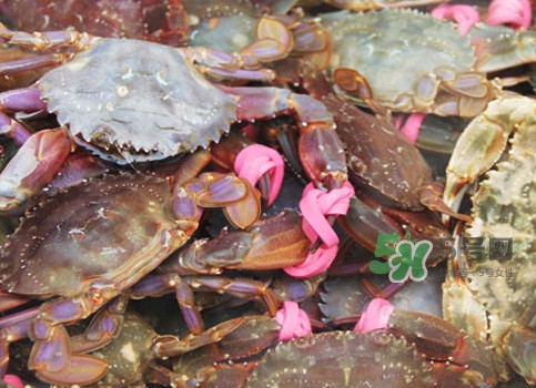 赤甲红好还是飞蟹好,飞蟹和赤甲红哪个好吃