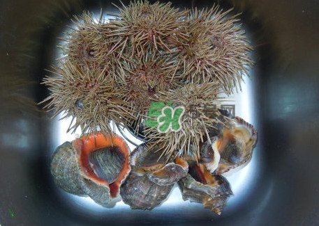 海胆不能和什么一起吃,海胆和什么食物相克 海胆不能和什么一起吃,海胆和什么食物相克