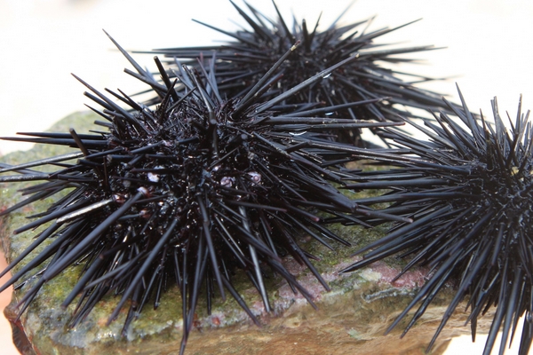 海胆什么时候最肥好吃,大连海胆什么时候最肥