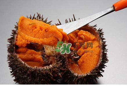 海胆吃多了会怎样,海胆吃多了有什么副作用 海胆吃多了会怎样,海胆吃多了有什么副作用