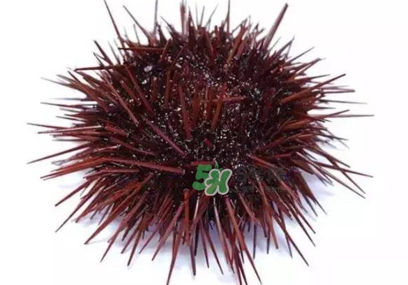 吃海胆对身体有什么好处,吃海胆有什么好处和坏处