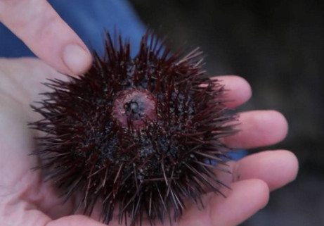 海胆怎么开壳,海胆怎么开壳视频 海胆怎么开壳,海胆怎么开壳视频