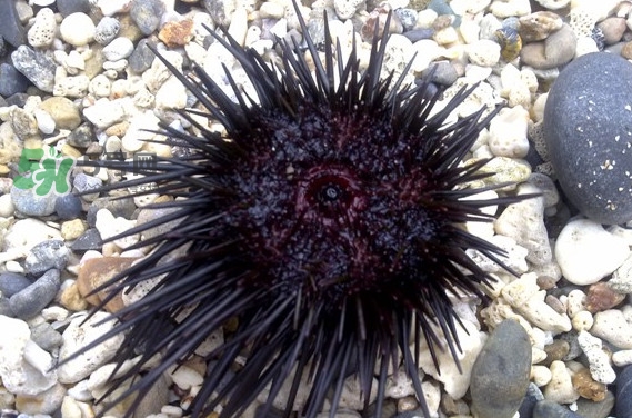 海胆有什么营养价值?,海胆有什么营养价值职来