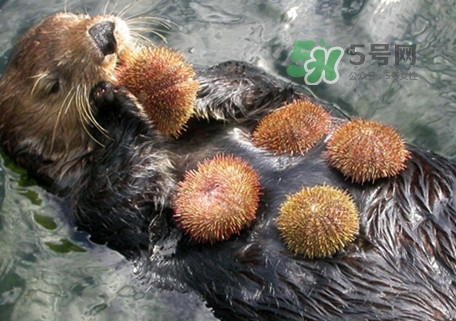 海胆是植物吗,海胆属于什么动物