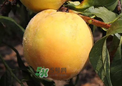 锦绣黄桃的营养价值,锦绣黄桃的缺点