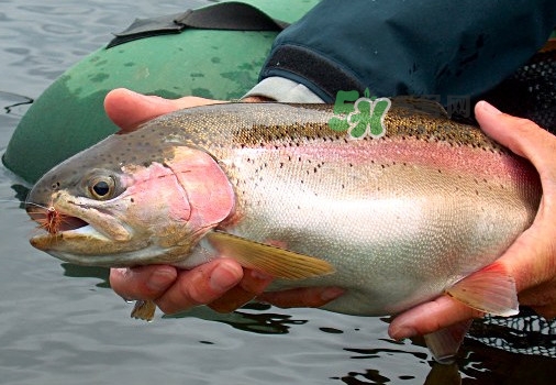 鳟鱼是海鱼还是淡水鱼,鳟鱼是海鱼吗