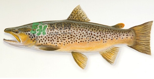 鳟鱼是什么鱼,鳟鱼是什么鱼图片