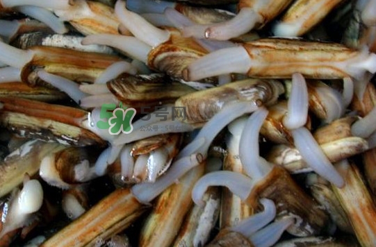 孕妇能吃蛏子吗初期,孕妇能吃蛏子吗5个月