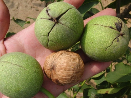 青皮核桃树苗是什么品种,青皮核桃树