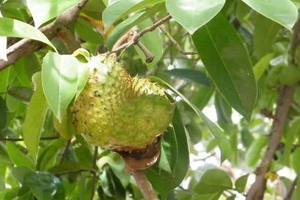 刺果番荔枝的功效和作用,刺果番荔枝的叶子功效和作用