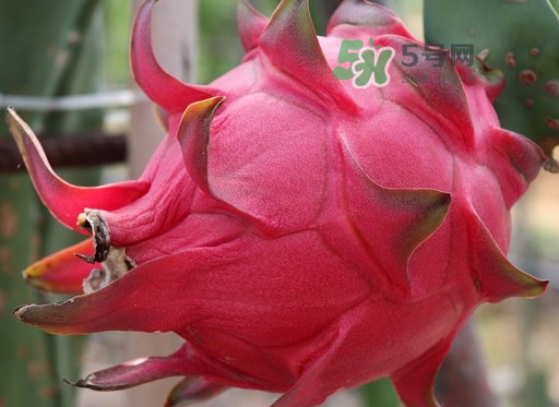 红心火龙果吃多了会上火吗?,红心火龙果吃了会不会上火