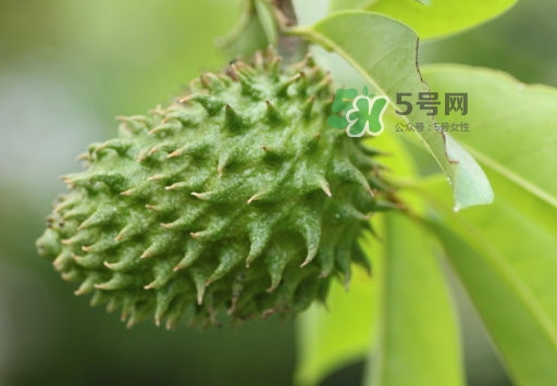 刺果番荔枝和释迦区别,番荔枝和释迦果一样吗 刺果番荔枝和释迦区别,番荔枝和释迦果一样吗