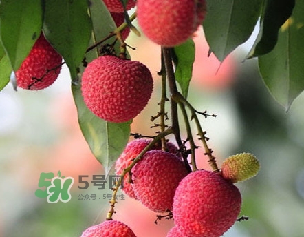 岵山荔枝什么时候上市,南山荔枝什么时候上市 岵山荔枝什么时候上市,南山荔枝什么时候上市