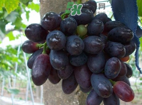 黑提葡萄的功效和作用,黑提葡萄干功效和作用