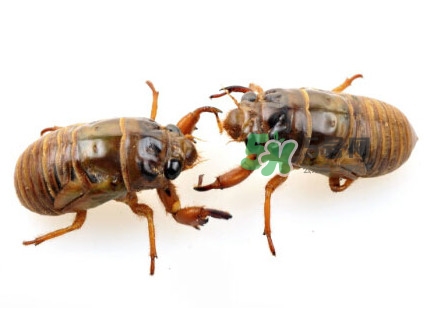 爬叉怎么保存不变黑,爬叉怎么保存时间长