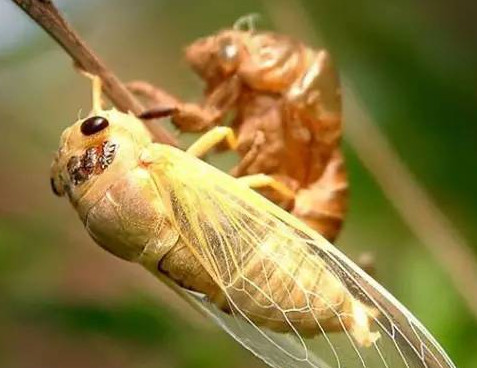 爬叉怎么做好吃又简单,爬叉怎么做好吃