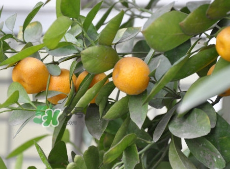 金桔是酸性还是碱性食物,金桔是酸性还是碱性水果