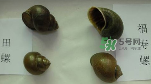 福寿螺和田螺的区别图片,福寿螺和田螺的区别图片 误食
