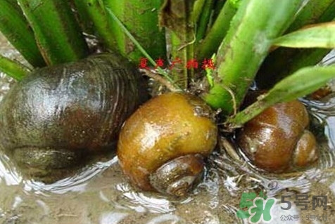 福寿螺可以吃吗,为什么田螺可以吃福寿螺不能吃 福寿螺可以吃吗,为什么田螺可以吃福寿螺不能吃