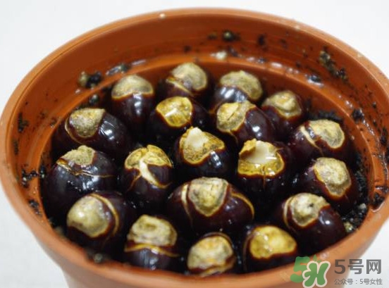 龙眼核怎么种盆栽可以结果嘛,龙眼核怎么种盆栽图片