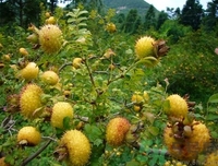 刺梨的营养价值及功效,刺梨的功效和作用 刺梨的营养价值及功效,刺梨的功效和作用