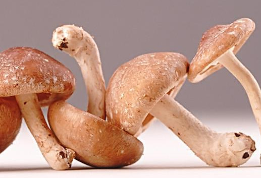 香菇晒干后再泡开还能吃吗,晒干的香菇要泡多久