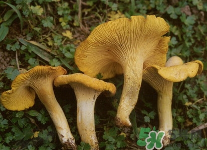 鸡枞菌和鸡油菌的区别,什么是鸡枞菌