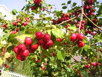 孕妇能吃海棠果吗,孕妇能吃海棠果子吗 孕妇能吃海棠果吗,孕妇能吃海棠果子吗