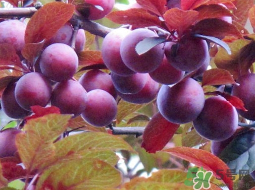 紫叶李果实能吃吗?,紫叶李果实能吃吗有毒吗
