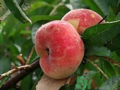 蟠桃的营养价值及功效,蟠桃的营养价值和食用功效