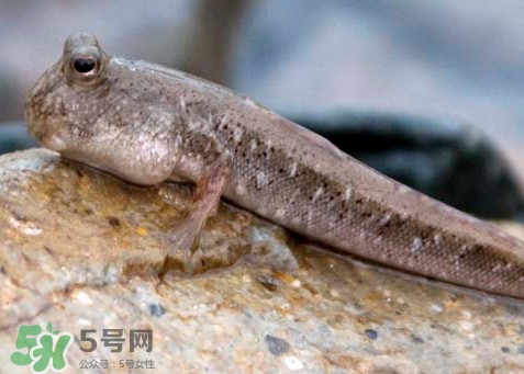 跳跳鱼是不是泥鳅,跳跳鱼是泥鳅吗 跳跳鱼是不是泥鳅,跳跳鱼是泥鳅吗