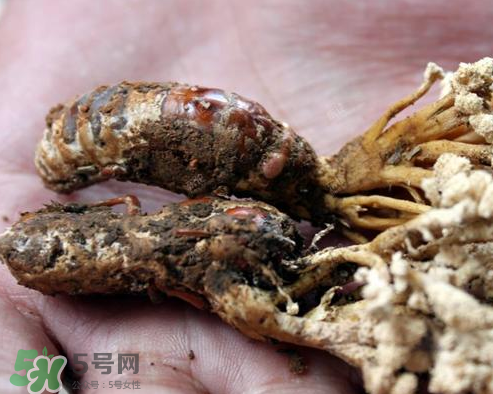 蝉花是什么,金蝉花和蝉花的区别