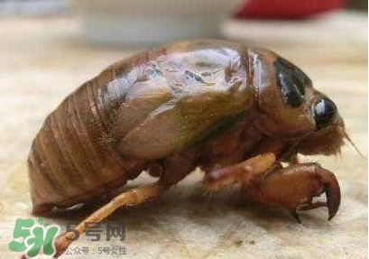 蝉一般几月份出来,蝉每年几月份结束