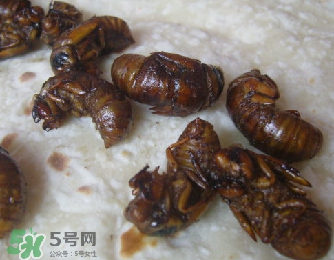 蝉蛹养殖,蝉蛹怎么养活 蝉蛹养殖,蝉蛹怎么养活