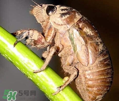 蝉蛹什么时候最多,蝉蛹什么时候出来