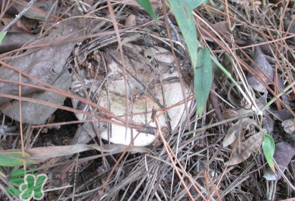 枞树菌的做法,枞树菌的做法大全火锅