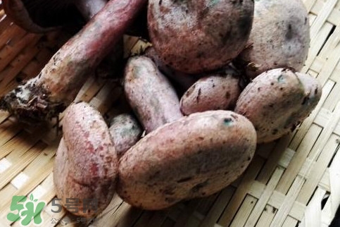 吃重阳菌有什么禁忌,重阳菌的功效