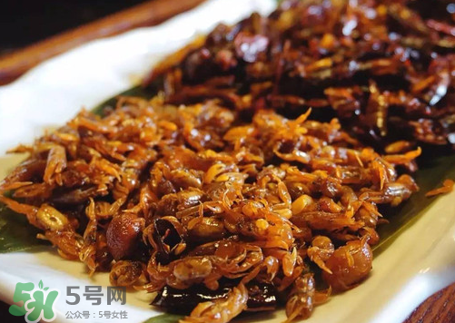 知了猴放冰箱怎么保存不变质,知了猴放冰箱怎么保存 知了猴放冰箱怎么保存不变质,知了猴放冰箱怎么保存